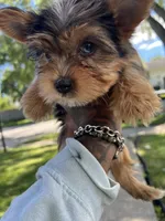 Max, a male Yorkshire Terrier for sale in Chicago, IL – 2 of 3