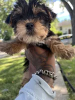 Ivory, a male Yorkshire Terrier for sale in Chicago, IL – 1 of 4