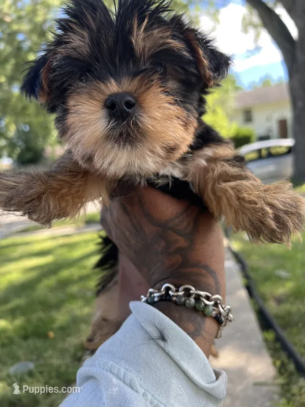 Dia – Yorkshire Terrier puppy for sale in Chicago, IL