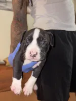 Nola, a female American Bully for sale in Harahan, LA – Photo 1 of 3