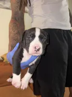 Nola, a female American Bully for sale in Harahan, LA – Photo 3 of 3