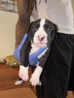 Nola, a female American Bully for sale in Harahan, LA – Photo 2 of 3