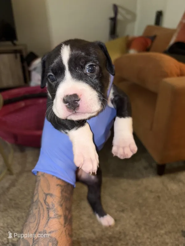 Oreo – American Bully puppy for sale in Harahan, LA