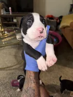 Flurry l, a male American Bully for sale in Harahan, LA – Photo 1 of 2