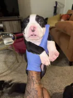 Flurry l, a male American Bully for sale in Harahan, LA – Photo 2 of 2