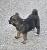 Achilles, a male Akita for sale in El Cajon, CA – Photo 4 of 9