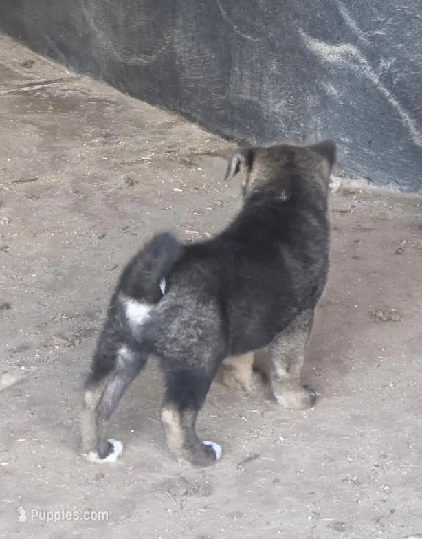 Achilles – Akita puppy for sale in El Cajon, CA