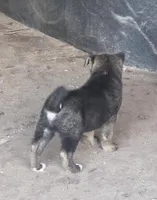 Achilles, a male Akita for sale in El Cajon, CA – Photo 6 of 9