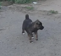 Achilles, a male Akita for sale in El Cajon, CA – Photo 5 of 9