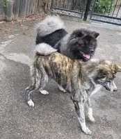 Achilles, a male Akita for sale in El Cajon, CA – Photo 9 of 9