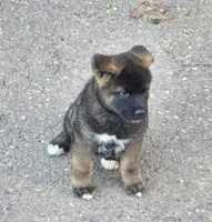 Achilles, a male Akita for sale in El Cajon, CA – Photo 1 of 9