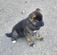 Achilles, a male Akita for sale in El Cajon, CA – Photo 2 of 9