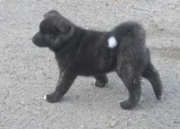 Zues, a male Akita for sale in El Cajon, CA – Photo 7 of 10