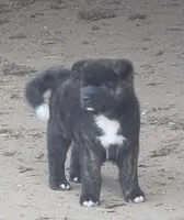 Zues, a male Akita for sale in El Cajon, CA – Photo 1 of 10