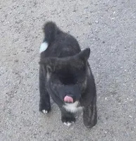 Zues, a male Akita for sale in El Cajon, CA – Photo 3 of 10