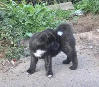 Zues, a male Akita for sale in El Cajon, CA – Photo 5 of 10