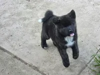 Zues, a male Akita for sale in El Cajon, CA – Photo 4 of 10