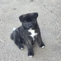 Zues, a male Akita for sale in El Cajon, CA – Photo 6 of 10