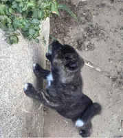 Zues, a male Akita for sale in El Cajon, CA – Photo 2 of 10