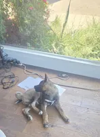 Achilles, a male Akita for sale in San Diego, CA – Photo 2 of 9