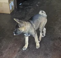 Achilles, a male Akita for sale in San Diego, CA – Photo 5 of 9