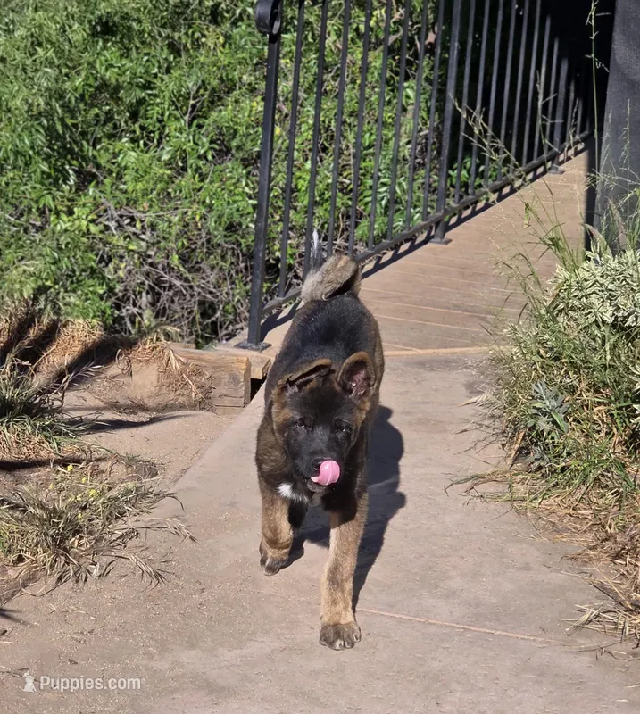 Achilles – Akita puppy for sale in San Diego, CA