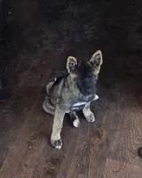 Achilles, a male Akita for sale in San Diego, CA – Photo 3 of 9