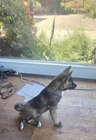 Achilles, a male Akita for sale in San Diego, CA – Photo 9 of 9