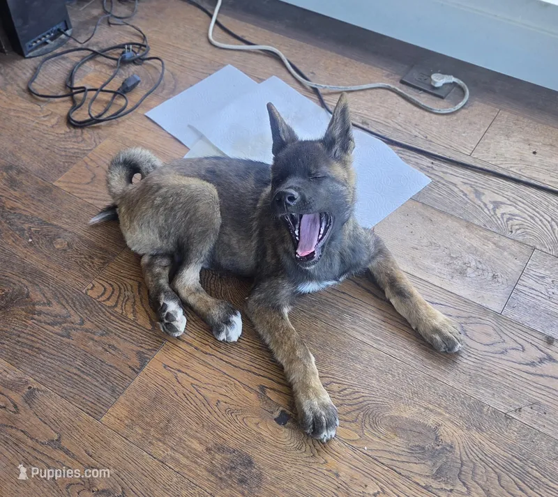 Achilles – Akita puppy for sale in San Diego, CA