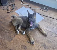 Achilles, a male Akita for sale in San Diego, CA – Photo 1 of 9