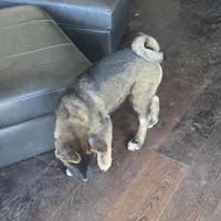 Achilles, a male Akita for sale in San Diego, CA – Photo 6 of 9