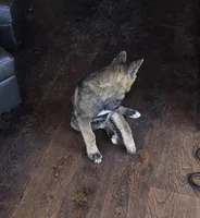 Achilles, a male Akita for sale in San Diego, CA – Photo 4 of 9