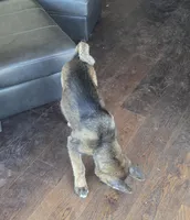 Achilles, a male Akita for sale in San Diego, CA – Photo 7 of 9