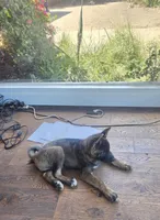 Achilles, a male Akita for sale in San Diego, CA – Photo 8 of 9