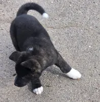 Xena, a female Akita for sale in El Cajon, CA – Photo 2 of 10