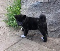 Xena, a female Akita for sale in El Cajon, CA – Photo 4 of 10