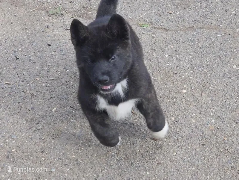 Xena – Akita puppy for sale in El Cajon, CA