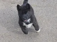 Xena, a female Akita for sale in El Cajon, CA – Photo 6 of 10