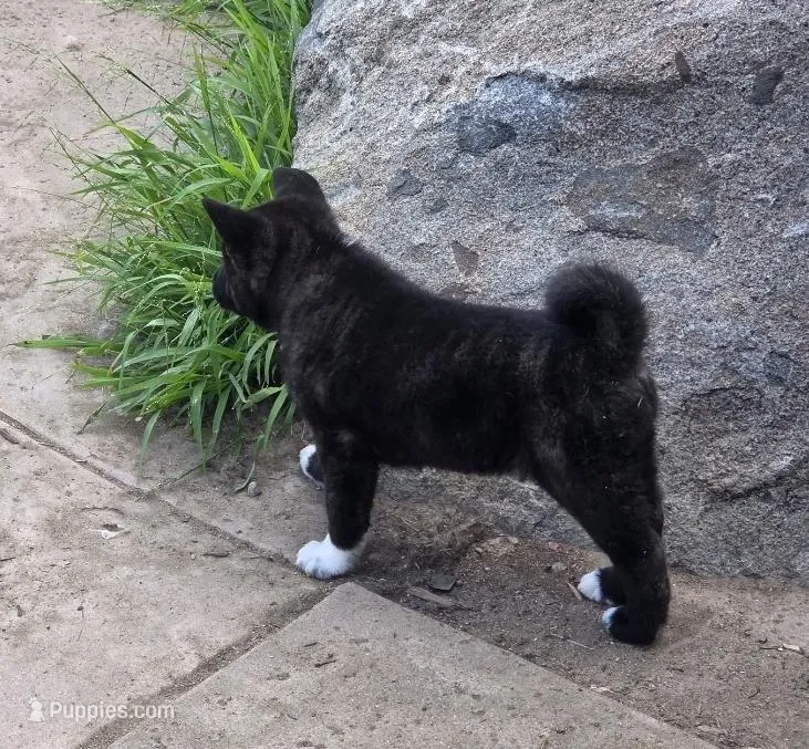 Xena – Akita puppy for sale in San Diego, CA