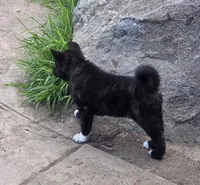 Xena, a female Akita for sale in El Cajon, CA – Photo 5 of 10