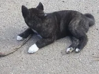 Xena, a female Akita for sale in El Cajon, CA – Photo 3 of 10