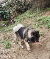 Xena, a female Akita for sale in El Cajon, CA – Photo 8 of 10