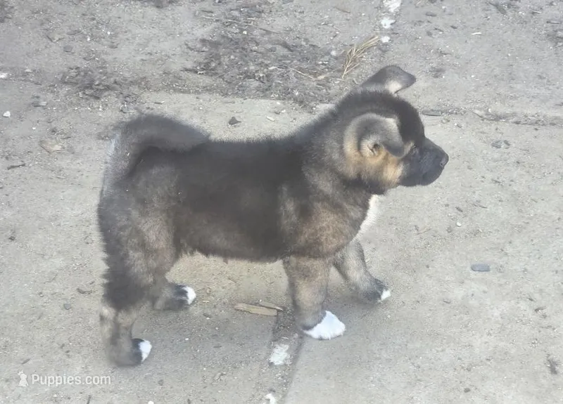 Ganacus  – Akita puppy for sale in El Cajon, CA