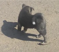 Ganacus , a male Akita for sale in El Cajon, CA – Photo 5 of 10