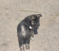 Ganacus , a male Akita for sale in El Cajon, CA – Photo 7 of 10