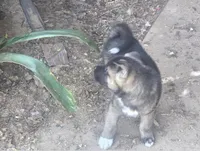 Ganacus , a male Akita for sale in El Cajon, CA – Photo 3 of 10