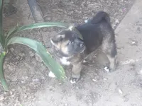 Ganacus , a male Akita for sale in El Cajon, CA – Photo 4 of 10