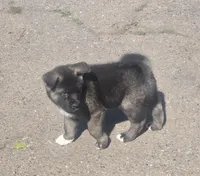 Ganacus , a male Akita for sale in El Cajon, CA – Photo 6 of 10