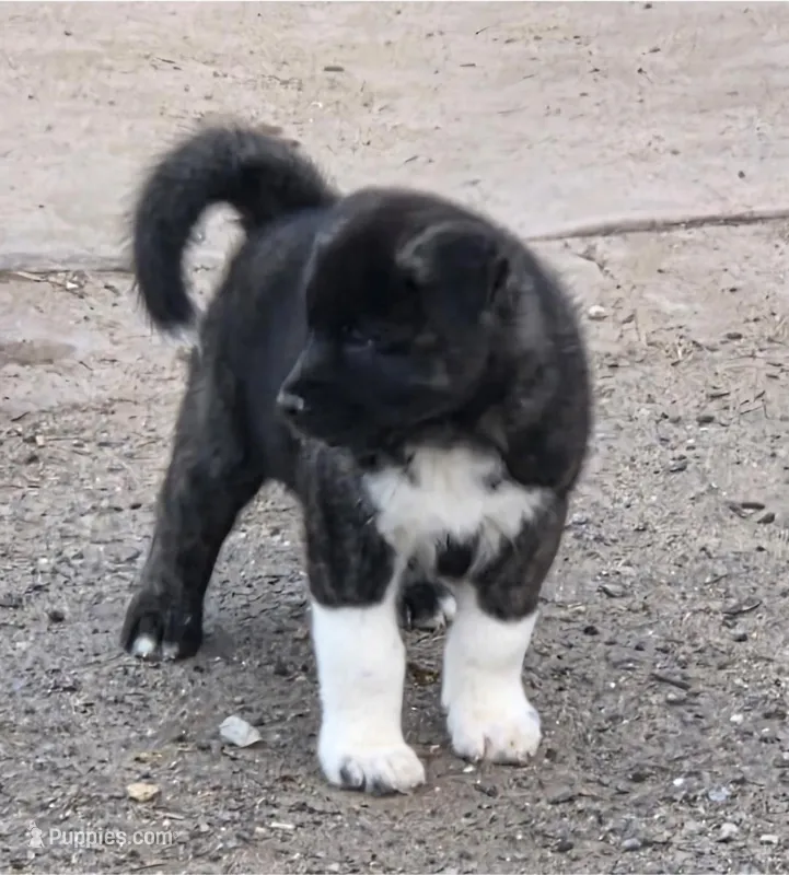 Hercules  – Akita puppy on hold in San Diego, CA