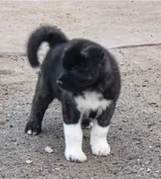 Hercules , a male Akita for sale in San Diego, CA – Photo 1 of 5